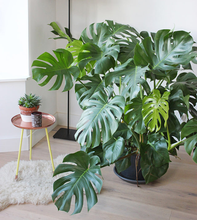 3 Tips on How Not to Kill Your Indoor Plants – Makeful