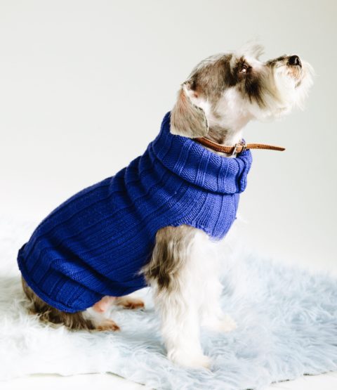 How to Make A Dog Sweater In Two Steps – Makeful