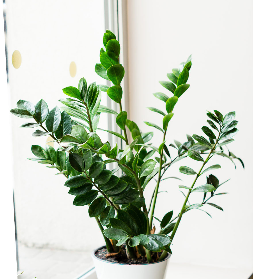 10 of the Best Plants For Your Workspace – Makeful